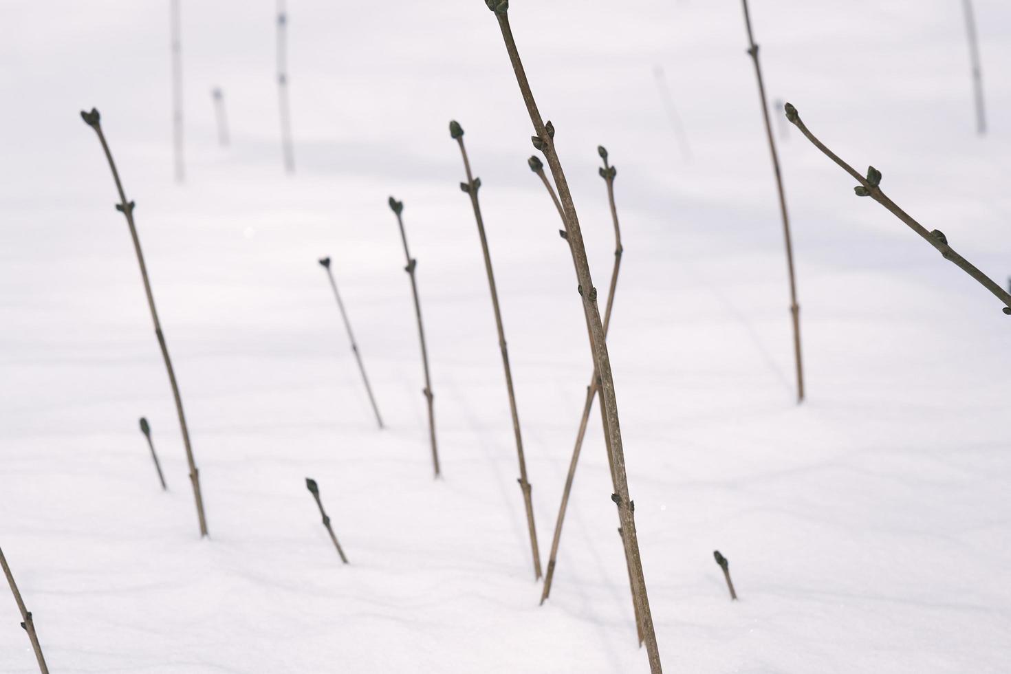 belo padrão de tronco de planta arbusto em um campo de neve frio de inverno foto