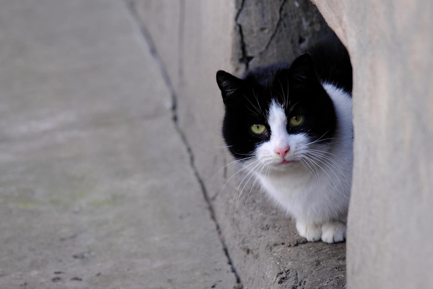 gato malhado de rua preto e branco com olhos verdes close-up de retrato foto