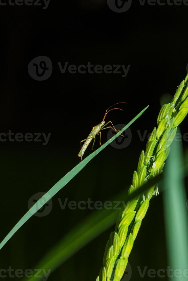 percevejo do arroz está subindo no grão de arroz, à noite foto