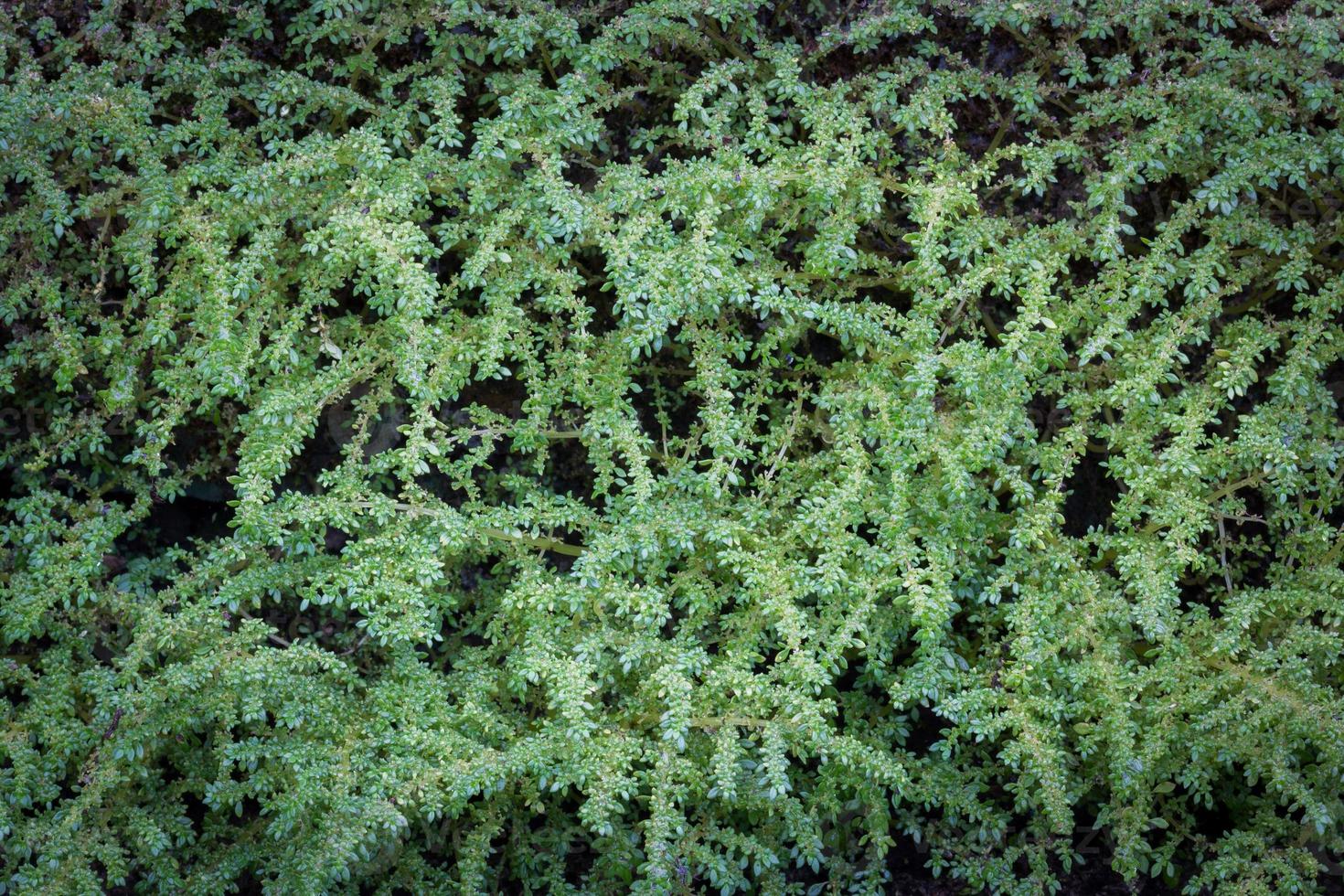 lindas folhas verdes no chão foto