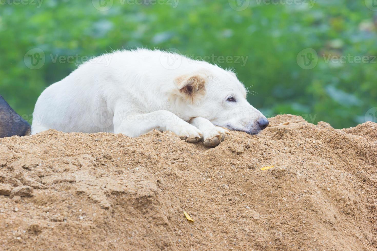 cachorro sonolento branco sentado na areia, foto horizontal.