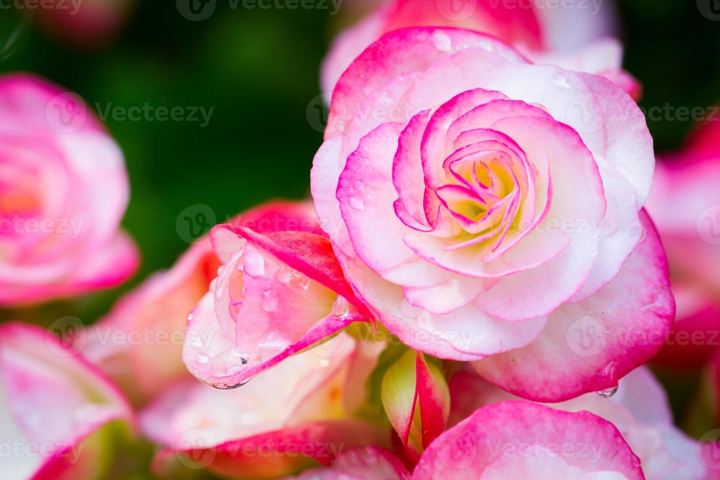 feche uma flor de begônia rosa fresca no parque com gotas de orvalho foto