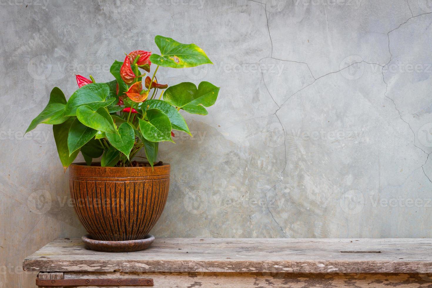 laceleaf em vaso de flores em textura de fundo de madeira com cópia do espaço foto