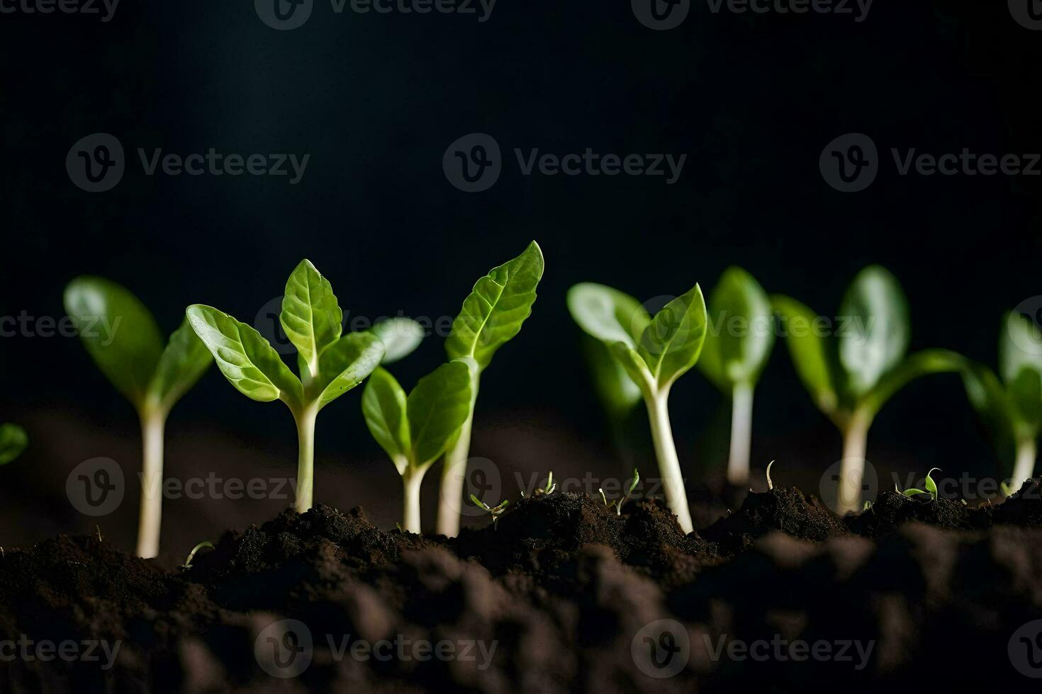 jovem plantas brotando a partir de a solo. gerado por IA foto