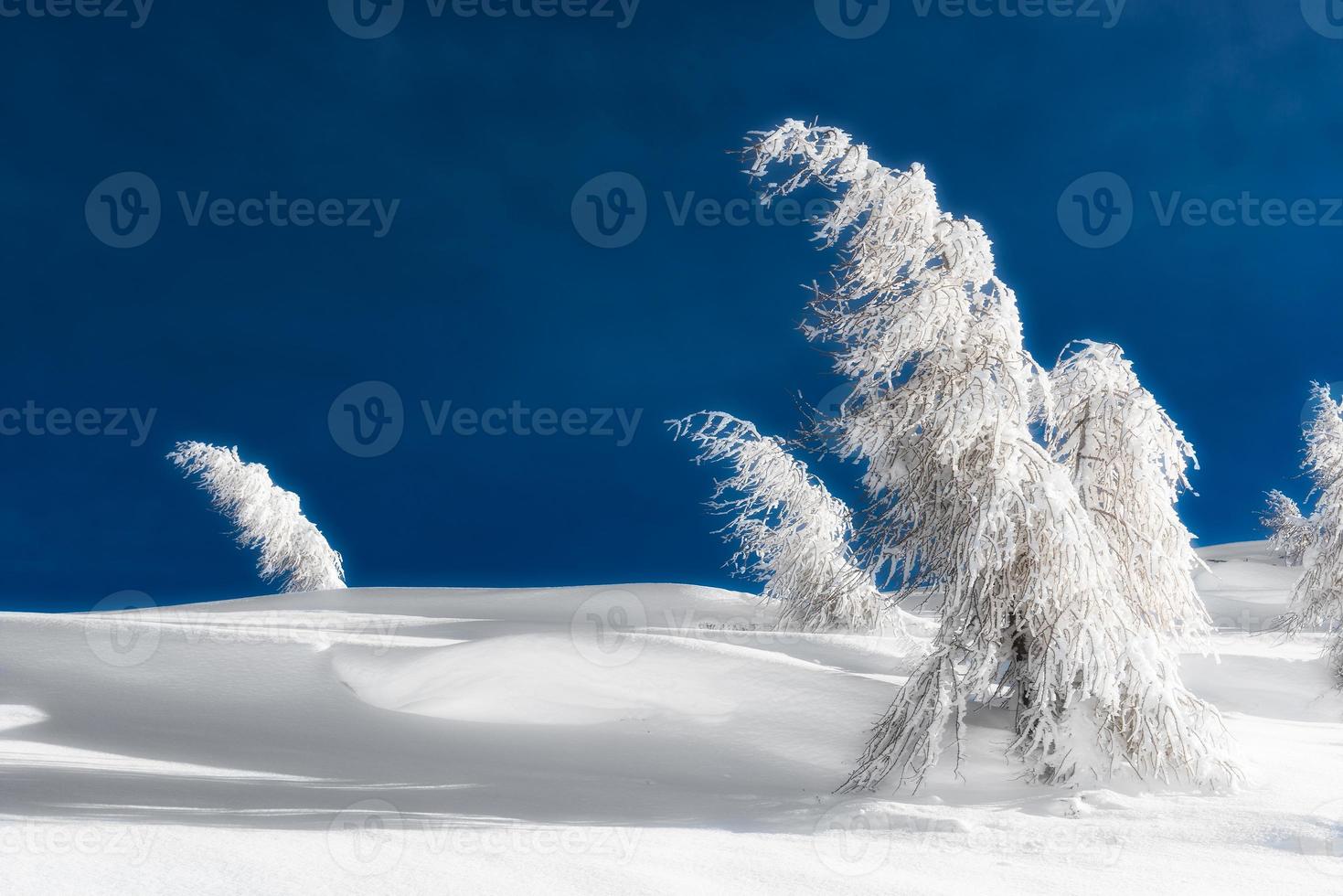 árvores isoladas cobertas de neve foto