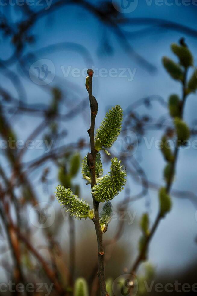 a primeiro Primavera galho florescendo com amentilhos dentro abril foto