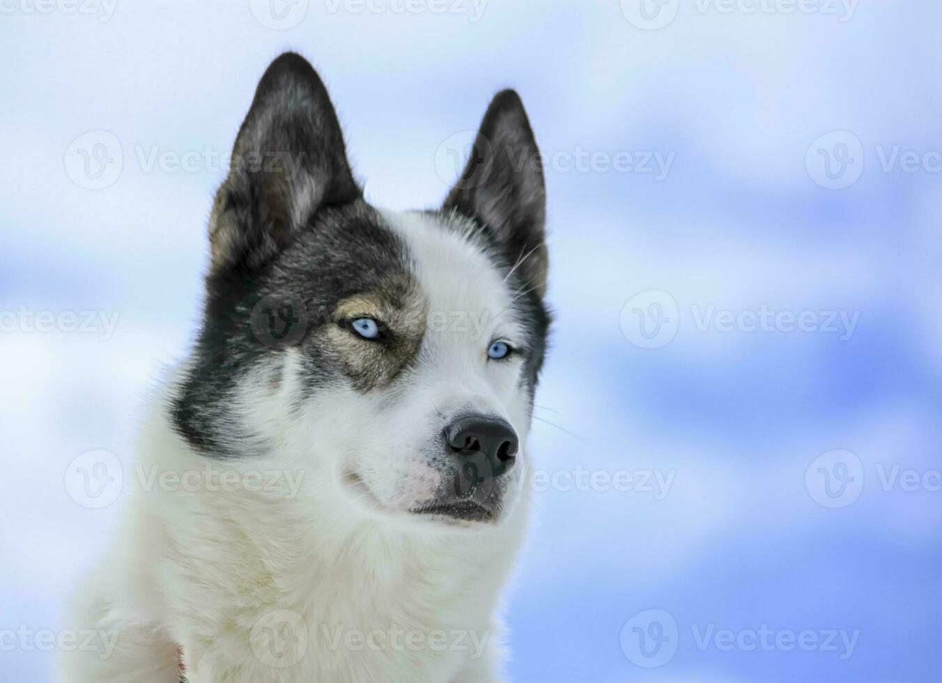 retrato de cachorro husky foto