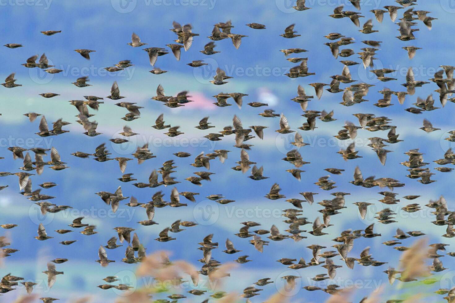 europeu ou comum estorninho, Sturnus vulgaris, pássaro rebanho vôo, Neuchâtel, Suíça foto