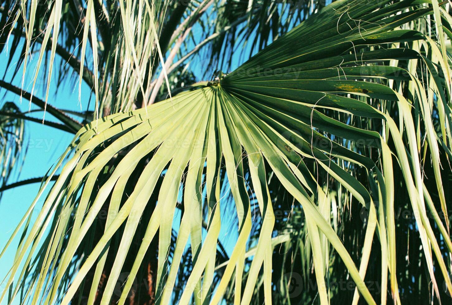 verde Palma árvore contra azul céu foto