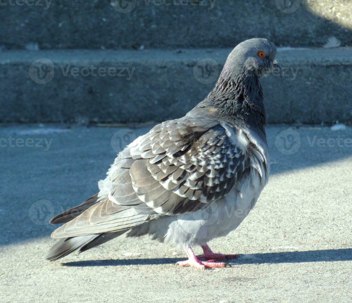 pombo na cidade foto