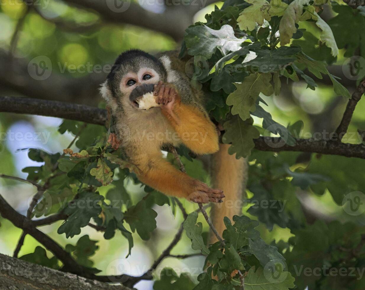 comum esquilo macaco, saimiri Sciureus foto