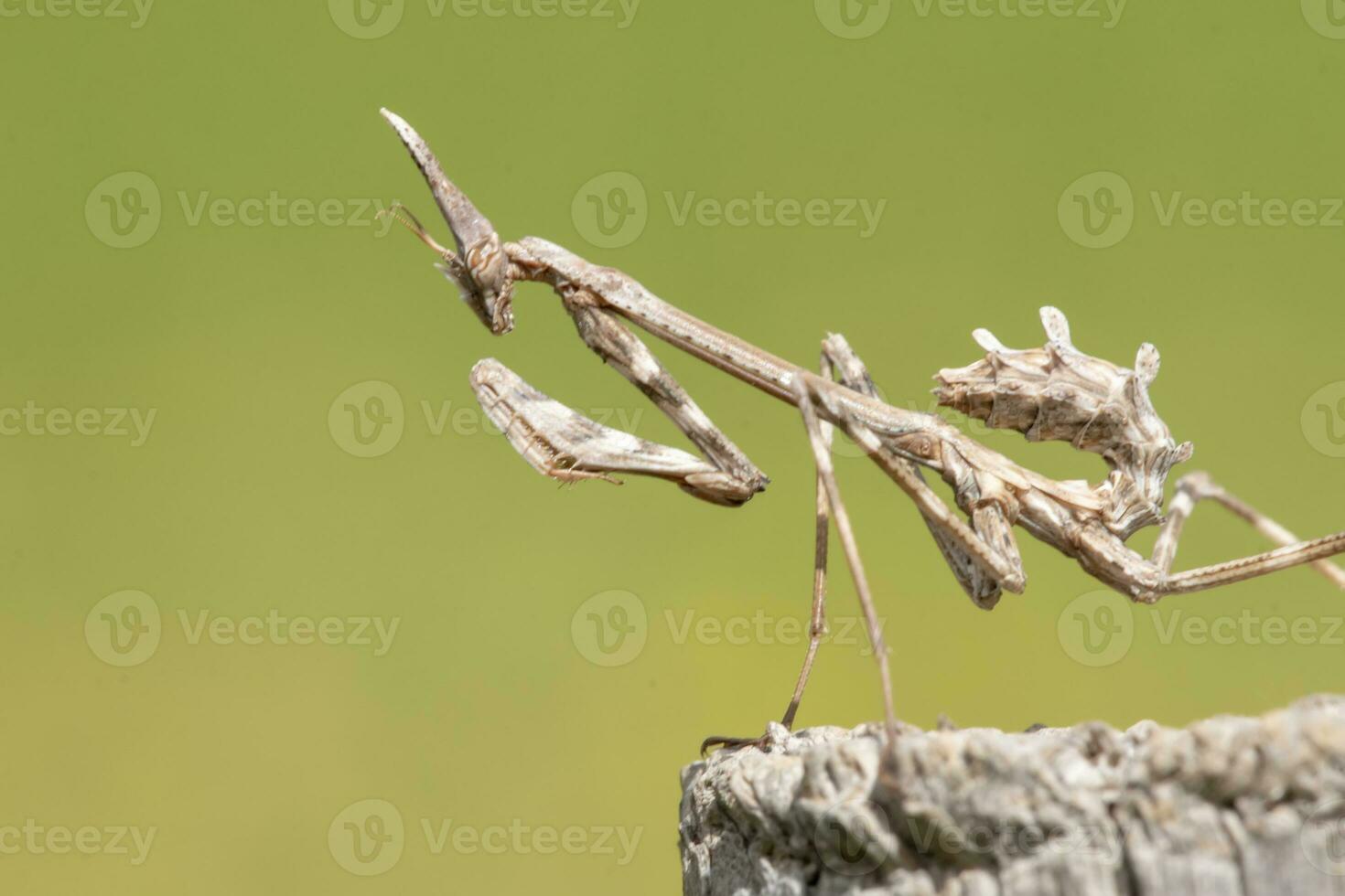 empusa pennata inseto foto