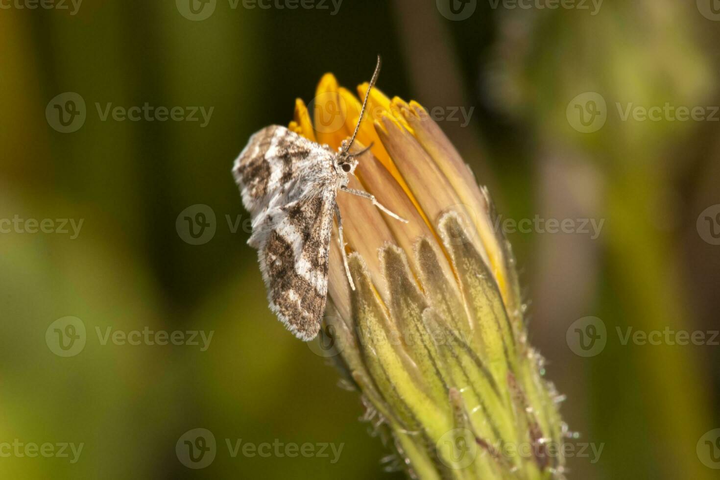 hipótia cortical traça foto