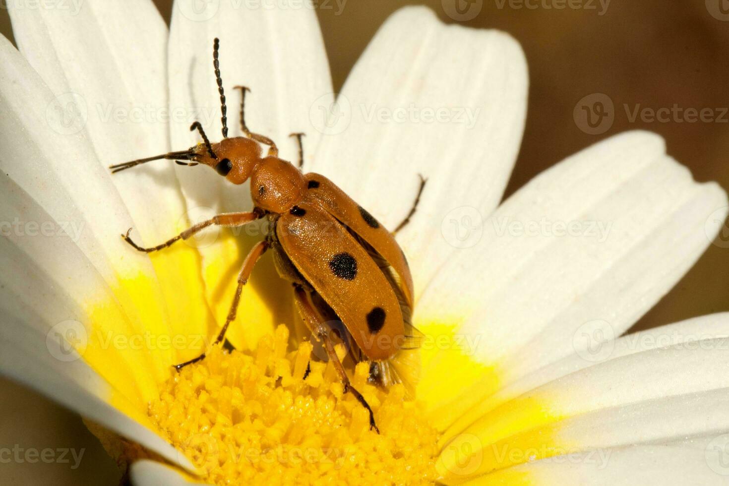 besouro erro - leptopalpo rostratus foto