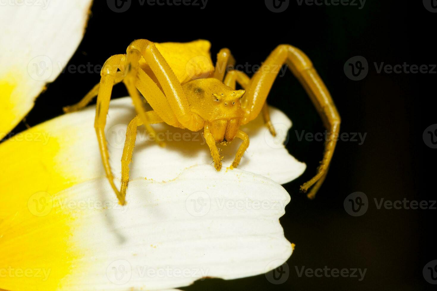 amarelo caranguejo aranha - thomisus ônus foto