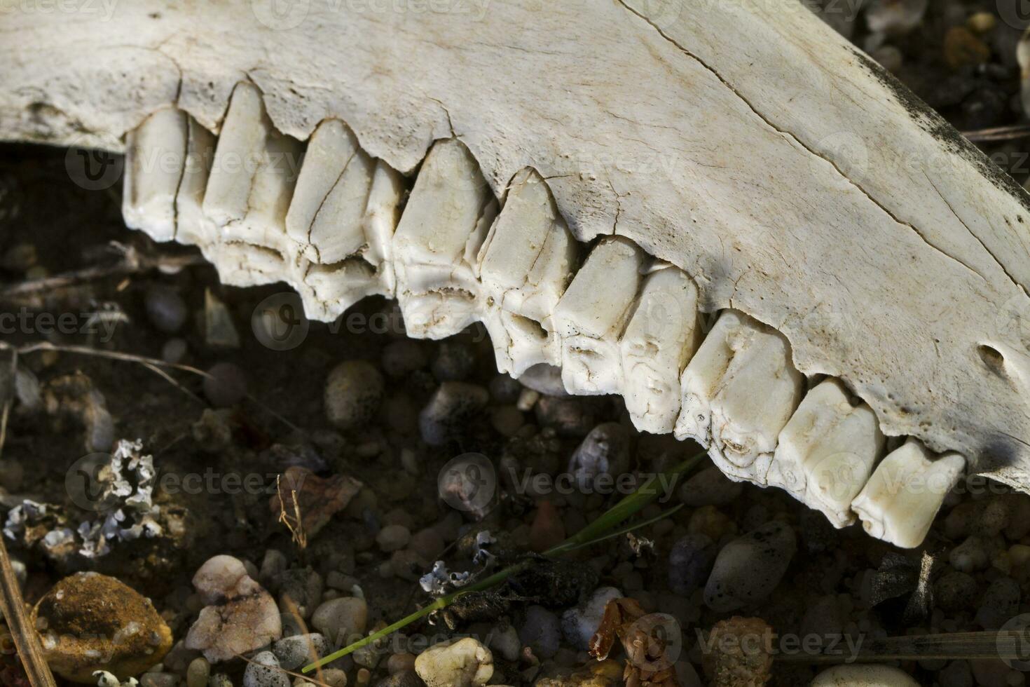 mandíbula dentes do ovelha foto