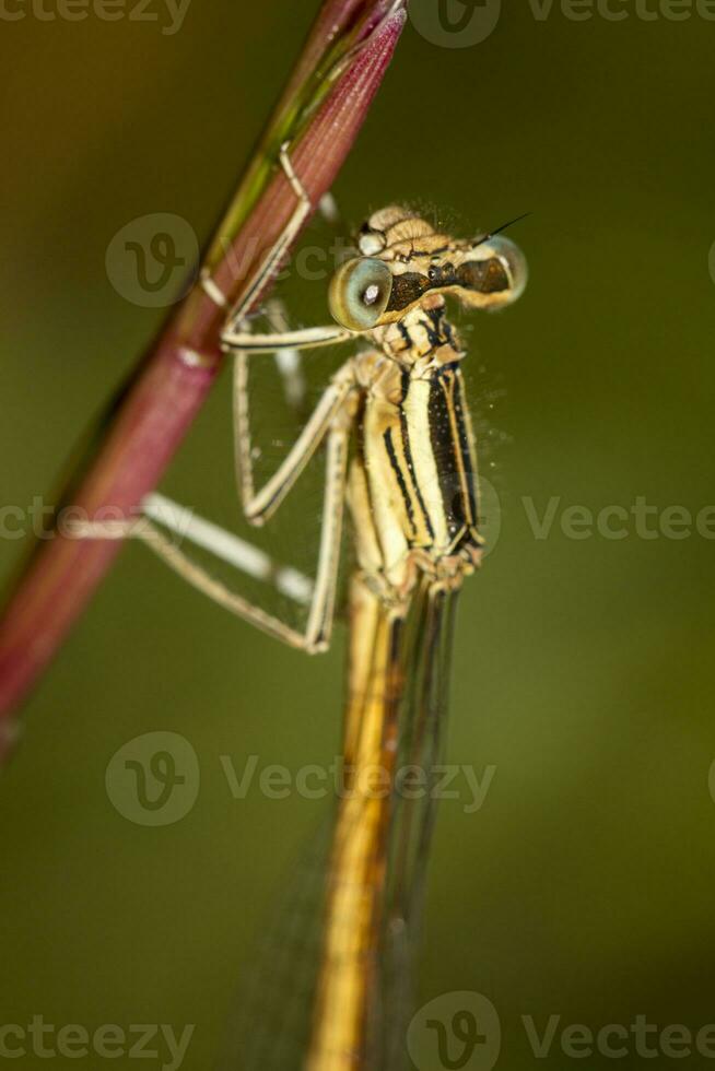 lindo libelinha inseto foto