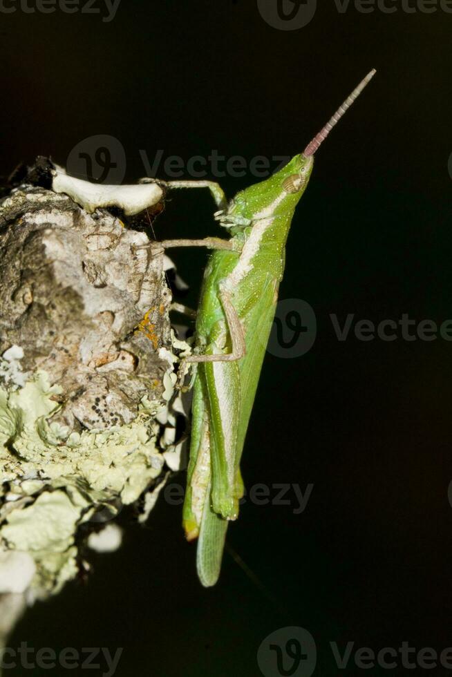 verde gafanhoto - pirgomorfo conica foto