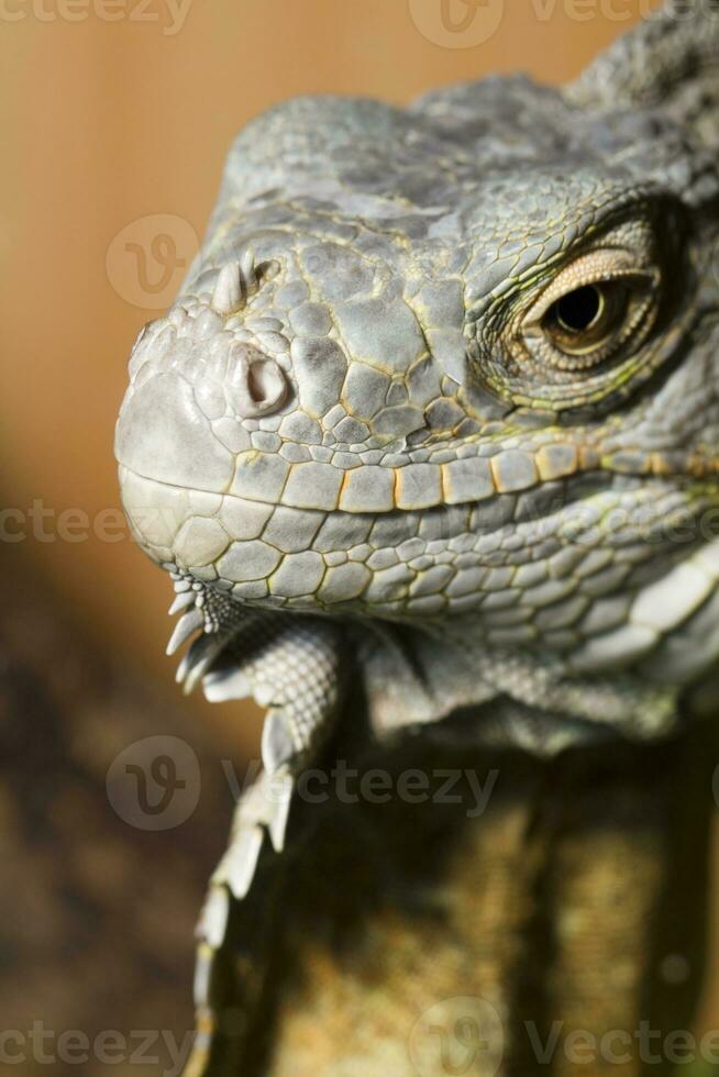 iguana lagarto fechar acima foto