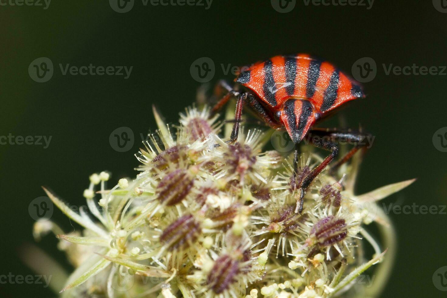 grafossoma lineatum inseto foto