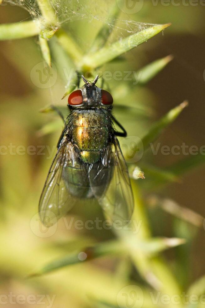 golpe mosca - lucilia César foto