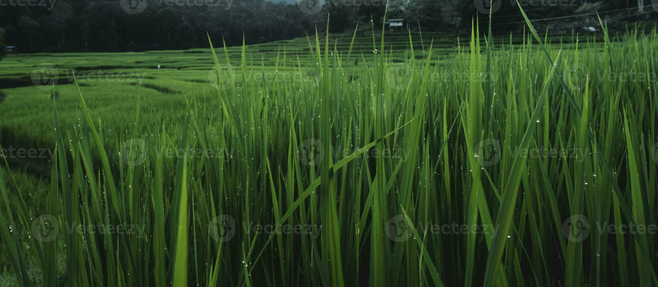 arroz Campos às crepúsculo dentro a campo foto