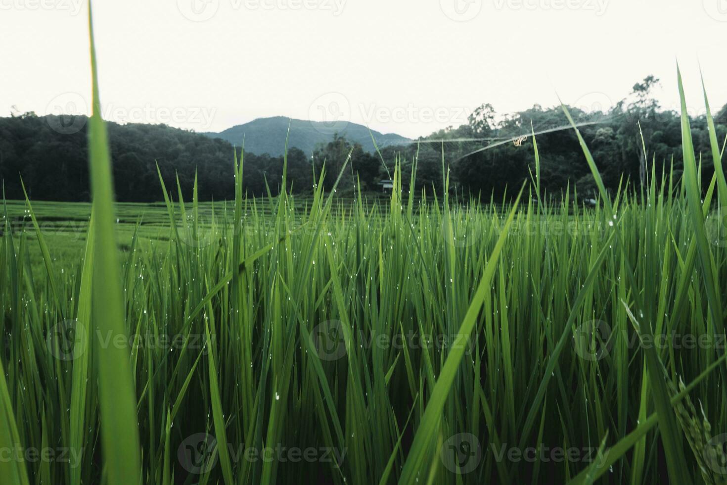 arroz Campos às crepúsculo dentro a campo foto