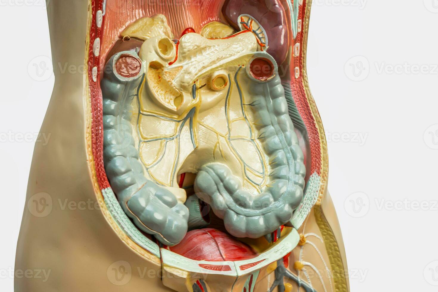 humano intestino, apêndice e digestivo sistema modelo anatomia para médico Treinamento curso, ensino remédio Educação. foto