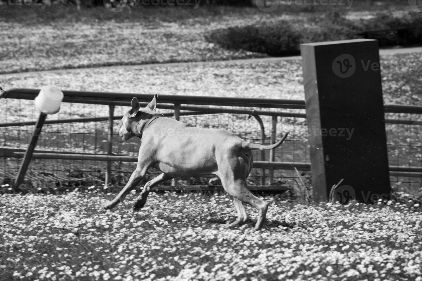 fofa animal cachorro em andar às local público parque do Londres Inglaterra Reino Unido. foto