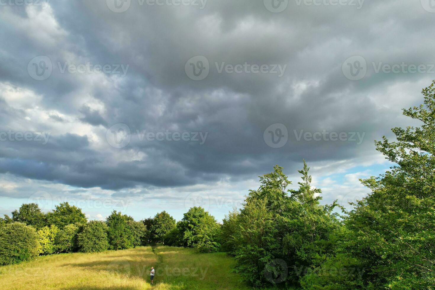 Alto ângulo fechar acima Visão do árvore e galhos foto