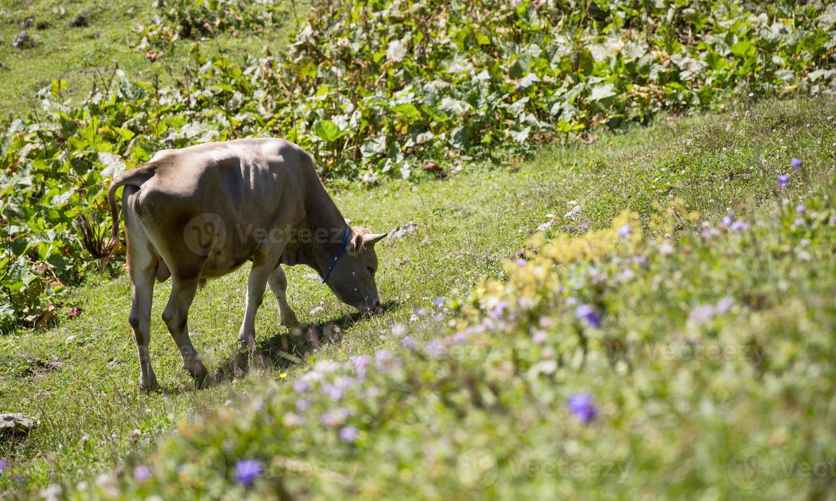 vaca, comendo vaca, planalto e agricultura foto