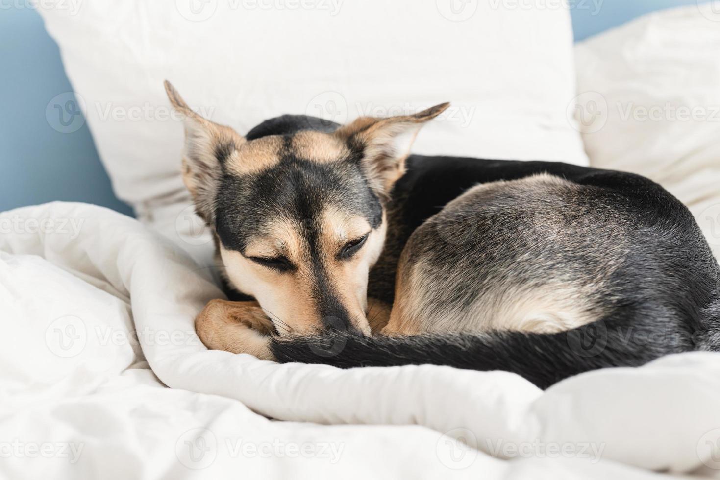 cachorro fofo deitado na cama dormindo foto