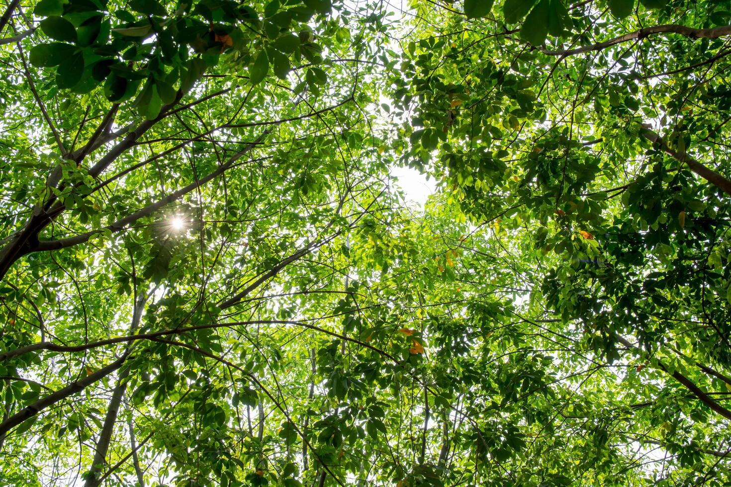 folha de seringueira foto