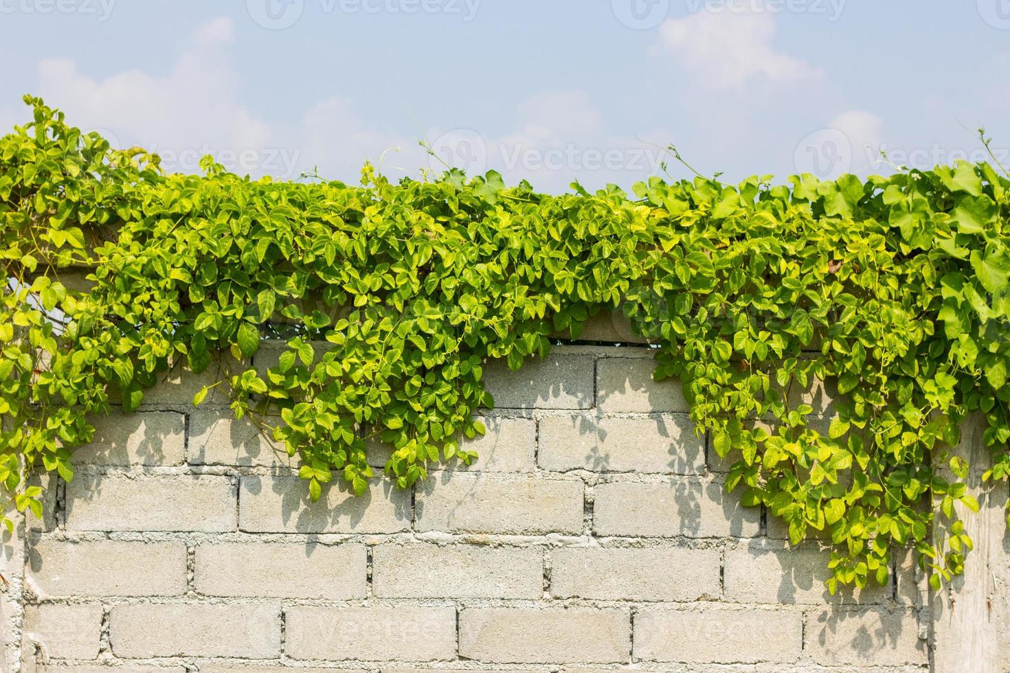 plantas na parede ao fundo do céu nublado foto