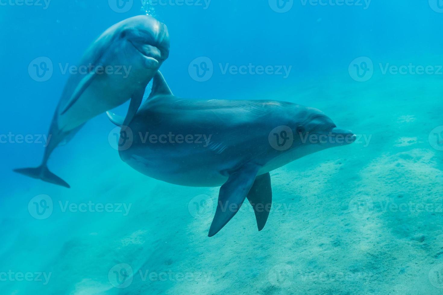 golfinhos nadando no mar vermelho, eilat israel foto