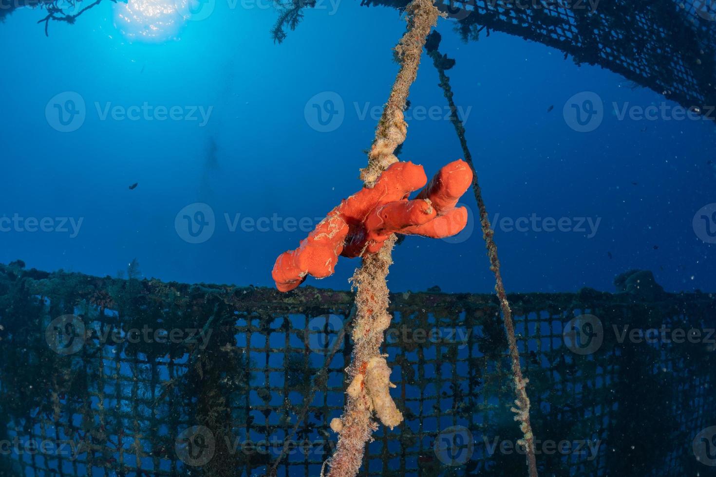 recife de coral e plantas aquáticas no mar vermelho, eilat israel foto