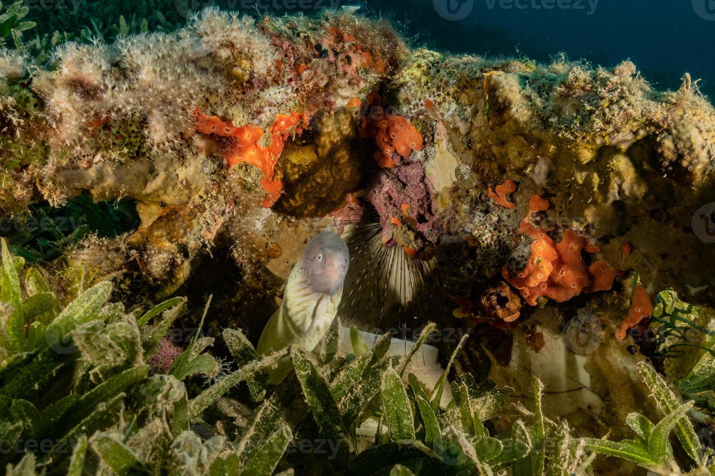 recife de coral e plantas aquáticas no mar vermelho, eilat israel foto