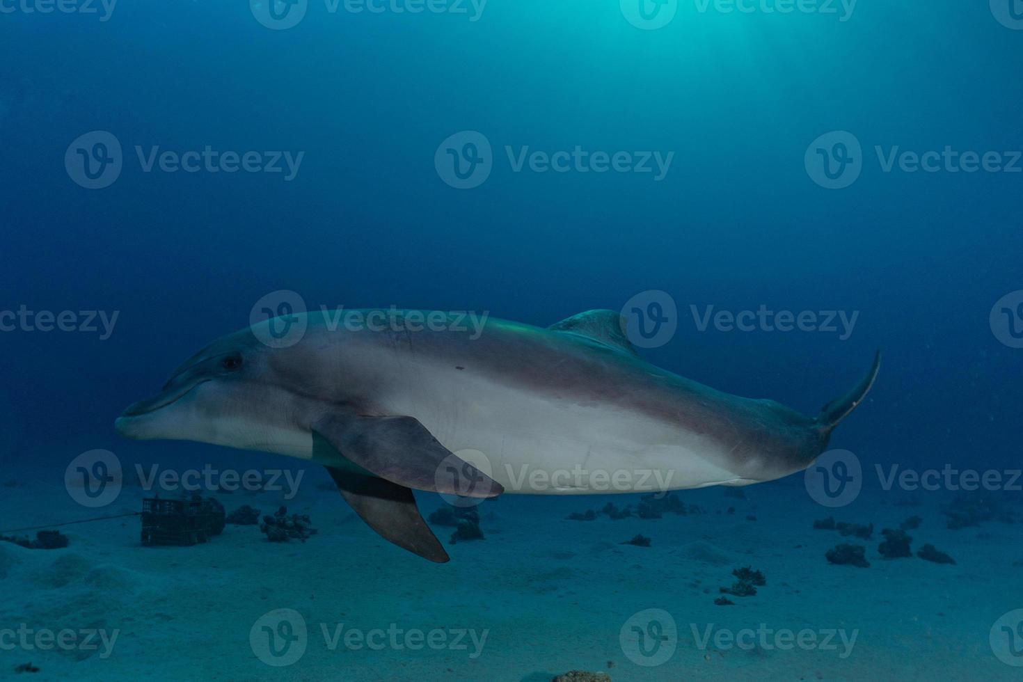 golfinhos nadando no mar vermelho, eilat israel foto