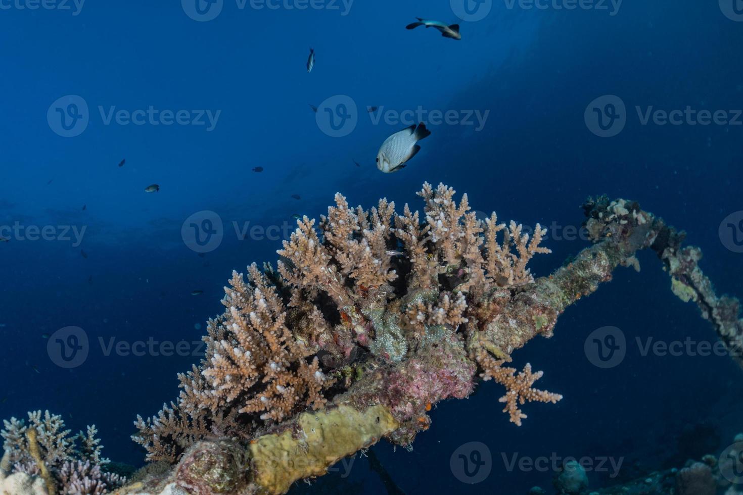 recife de coral e plantas aquáticas no mar vermelho, eilat israel foto