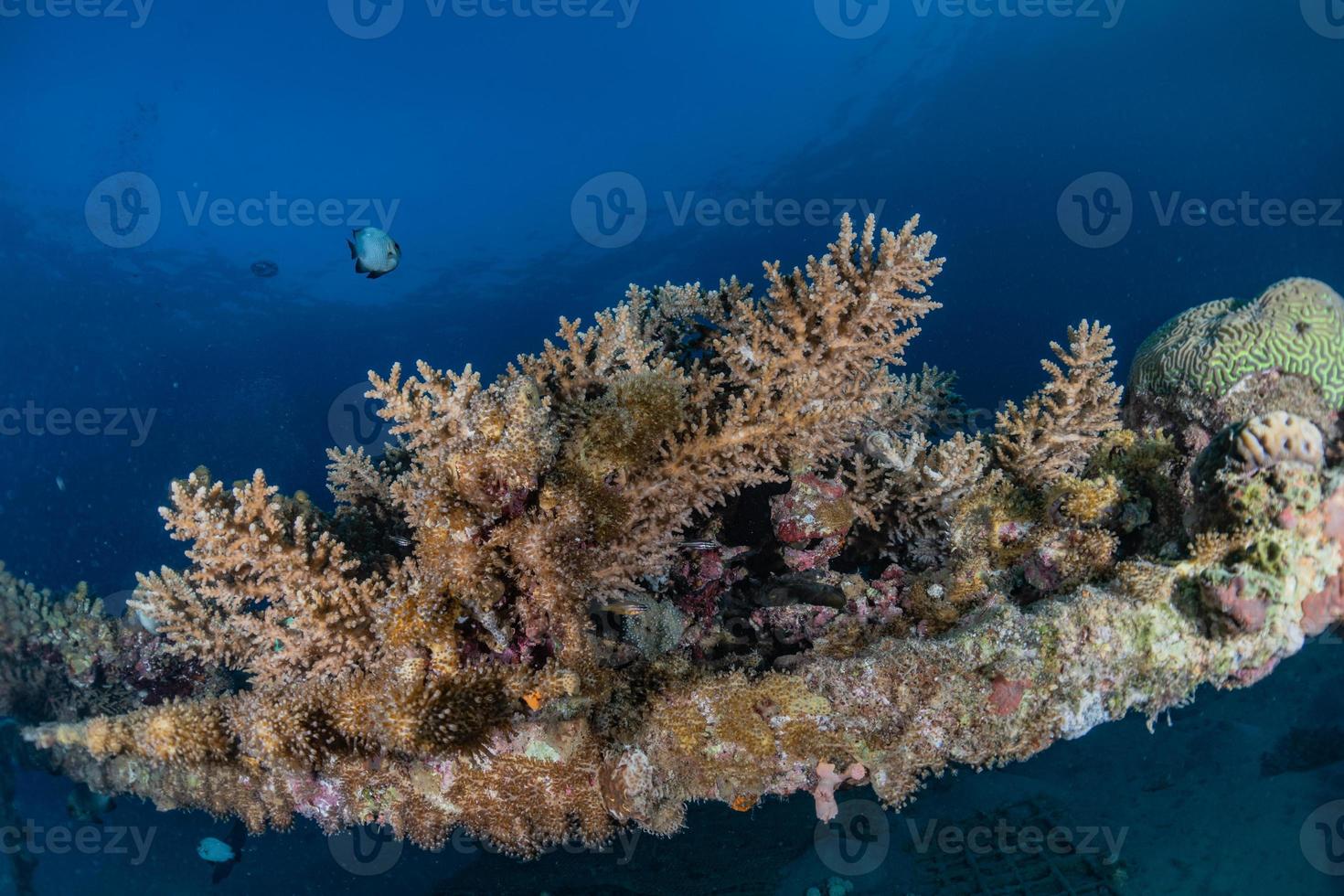 recife de coral e plantas aquáticas no mar vermelho, eilat israel foto