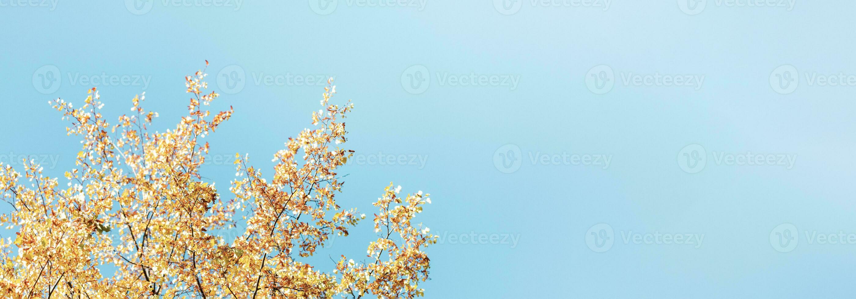 outono bandeira com iluminado pelo sol árvore tops com amarelo folhas e sementes contra turquesa céu. cópia de espaço. foto