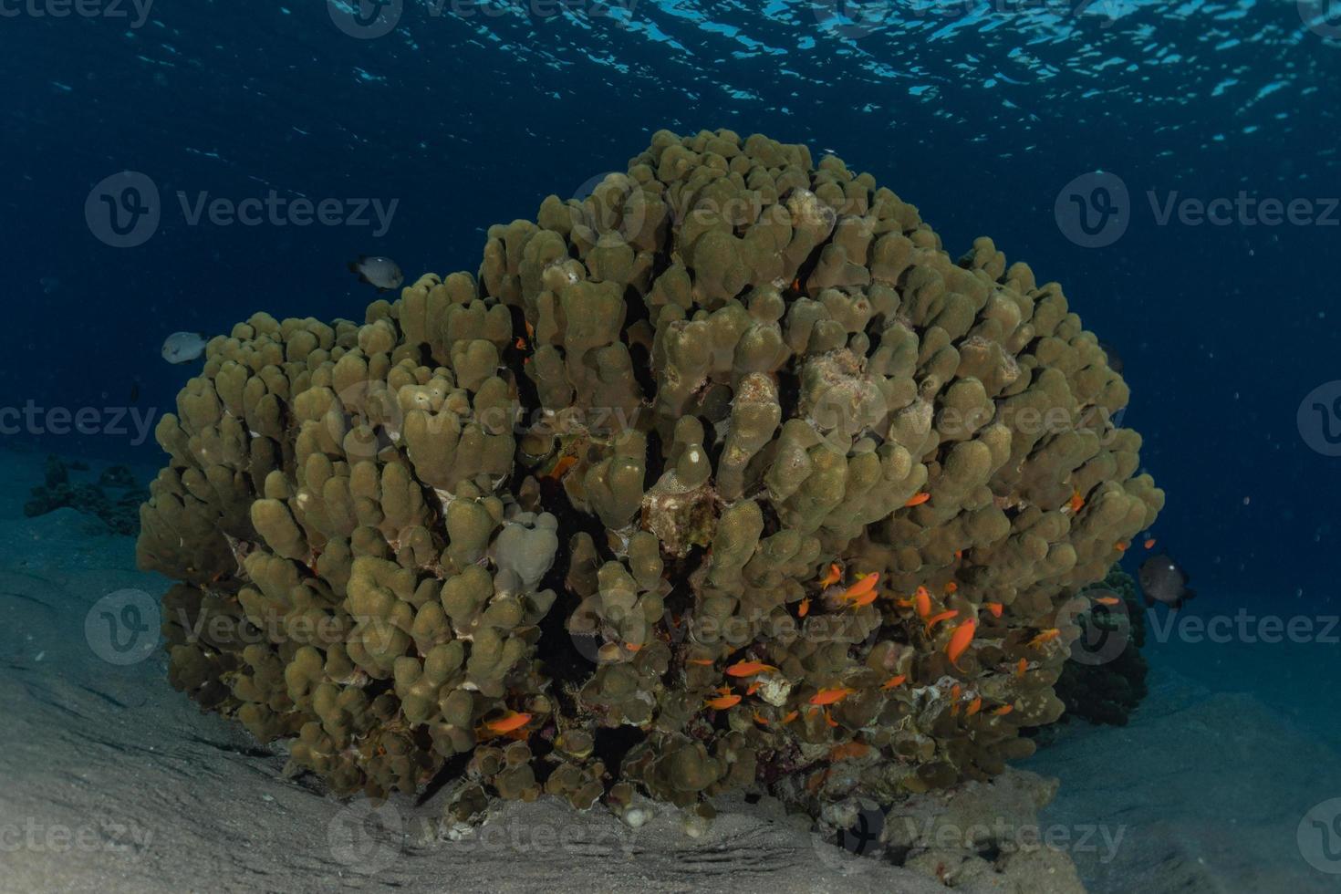 recife de coral e plantas aquáticas no mar vermelho, eilat israel foto