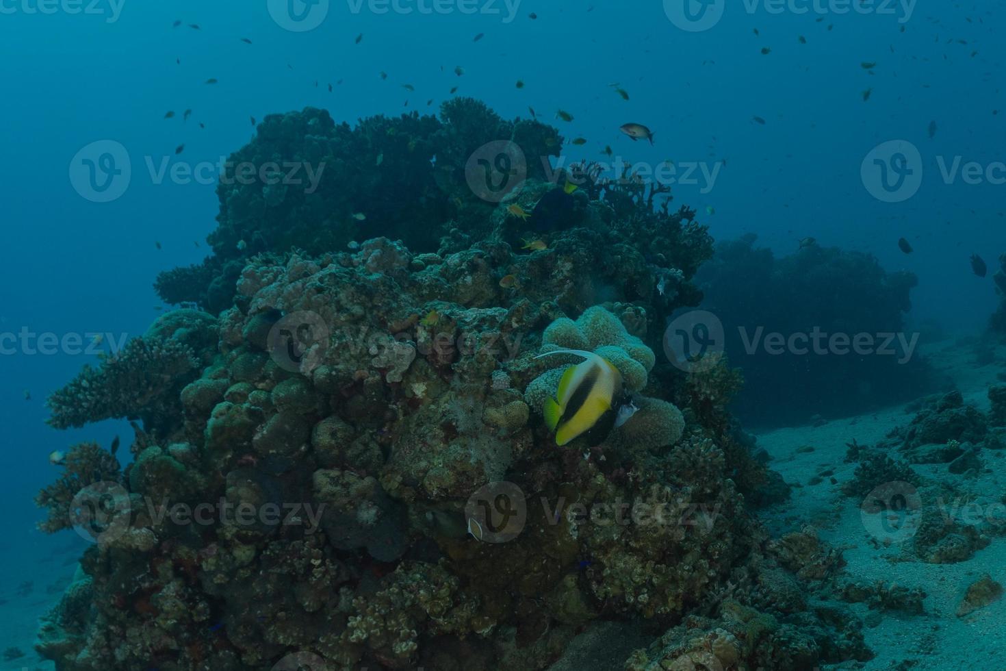 recife de coral e plantas aquáticas no mar vermelho, eilat israel foto