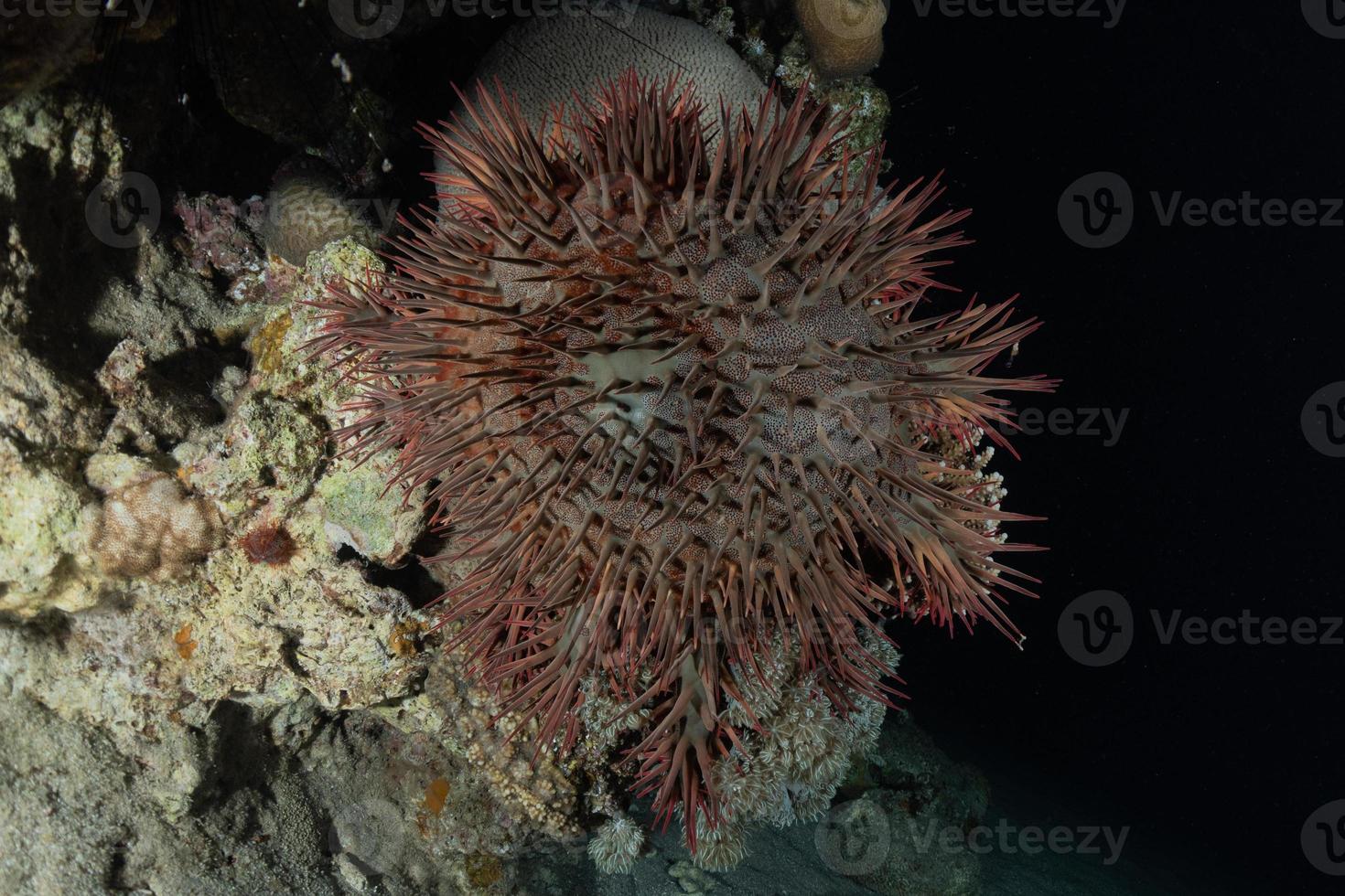 recife de coral e plantas aquáticas no mar vermelho, eilat israel foto