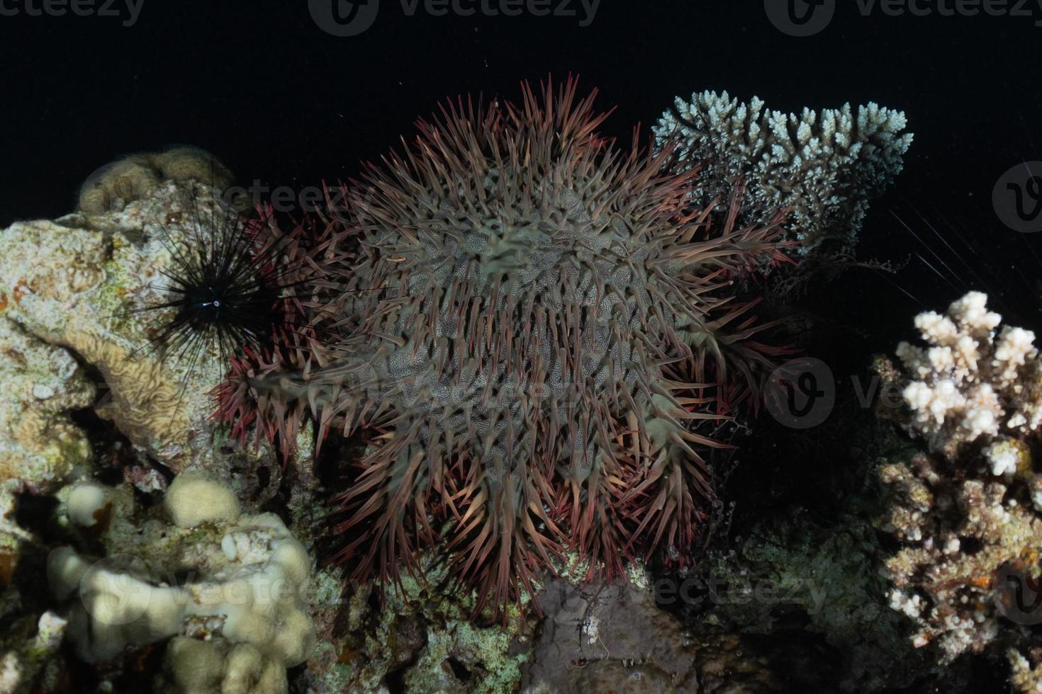 recife de coral e plantas aquáticas no mar vermelho, eilat israel foto