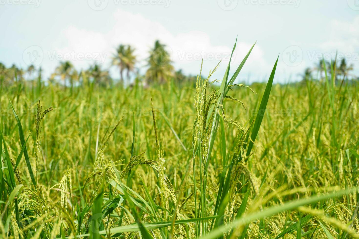 a arroz dentro a arroz Campos este estão ainda jovem é verde foto