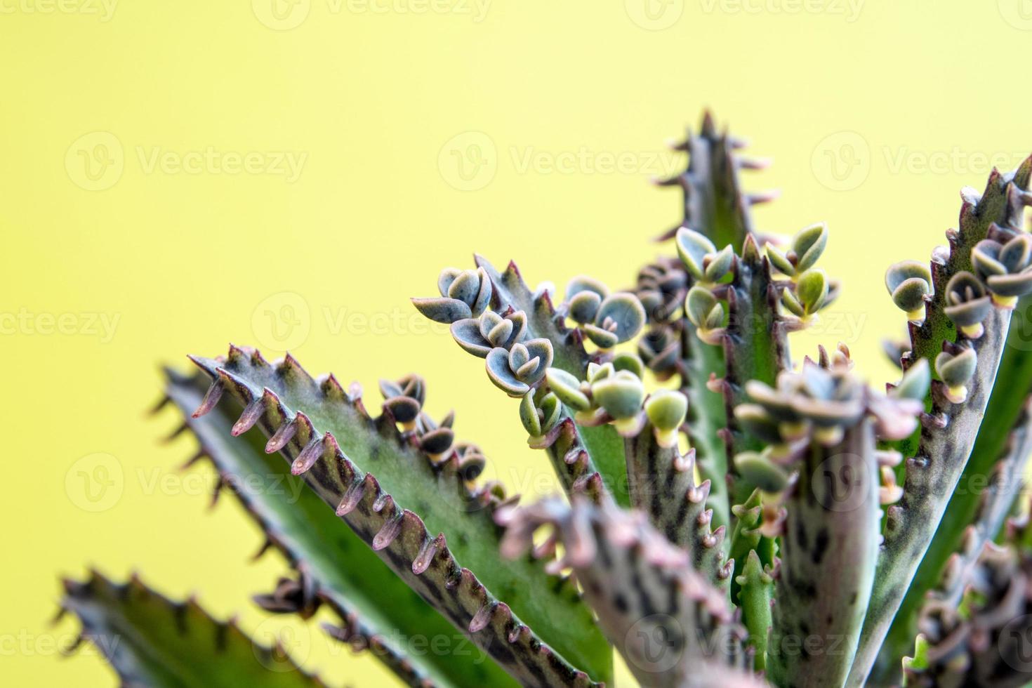 pequenos botões de kalanchoe brotam em suas folhas foto