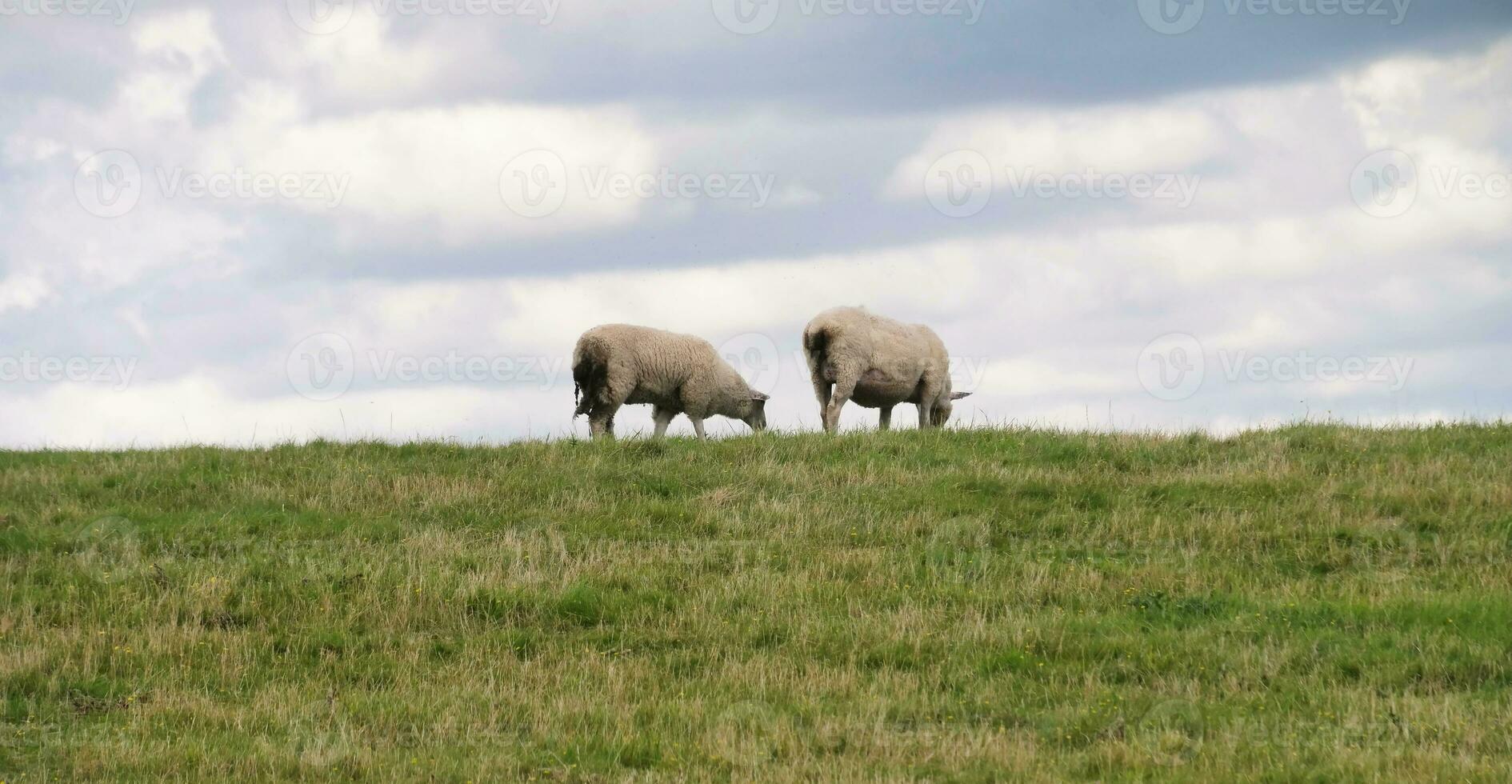 lindo baixo ângulo Visão do britânico Cordeiro e ovelha fazendas às superior domingo parque Luton, Inglaterra Reino Unido. imagem estava capturado em agosto 15, 2023 durante pôr do sol às campo do Reino Unido foto
