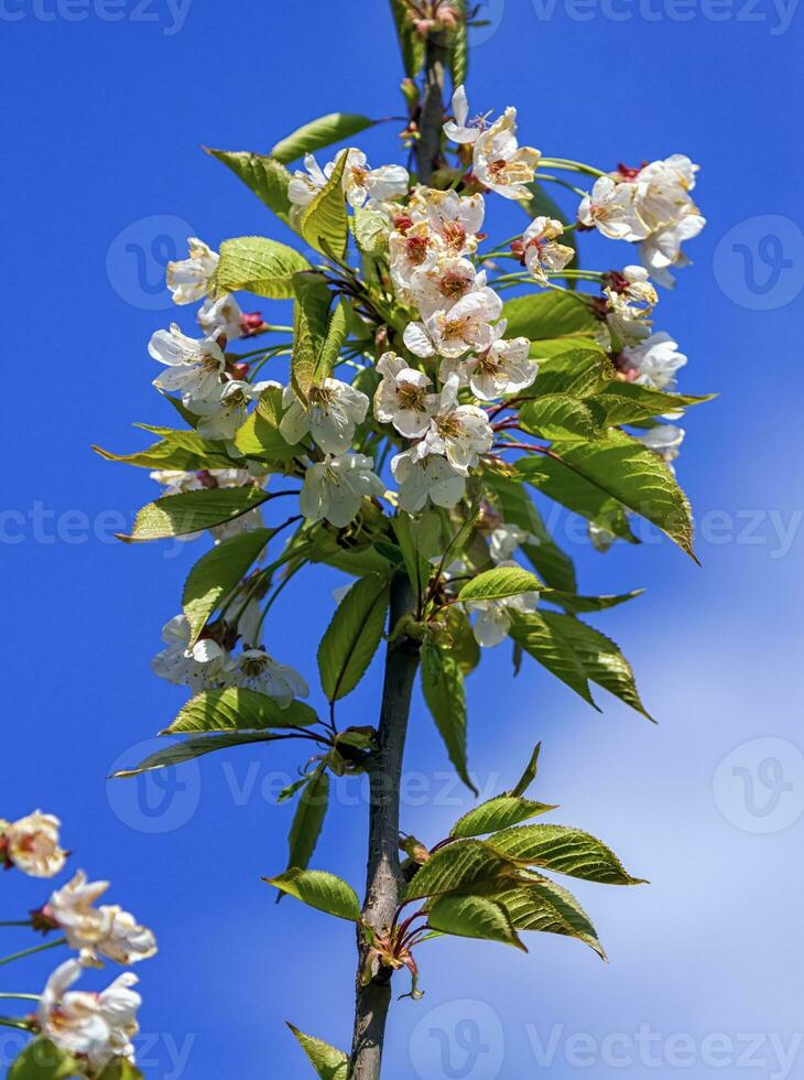 selvagem, doce, pássaro ou gean cereja árvore, prunus aviário, flores foto