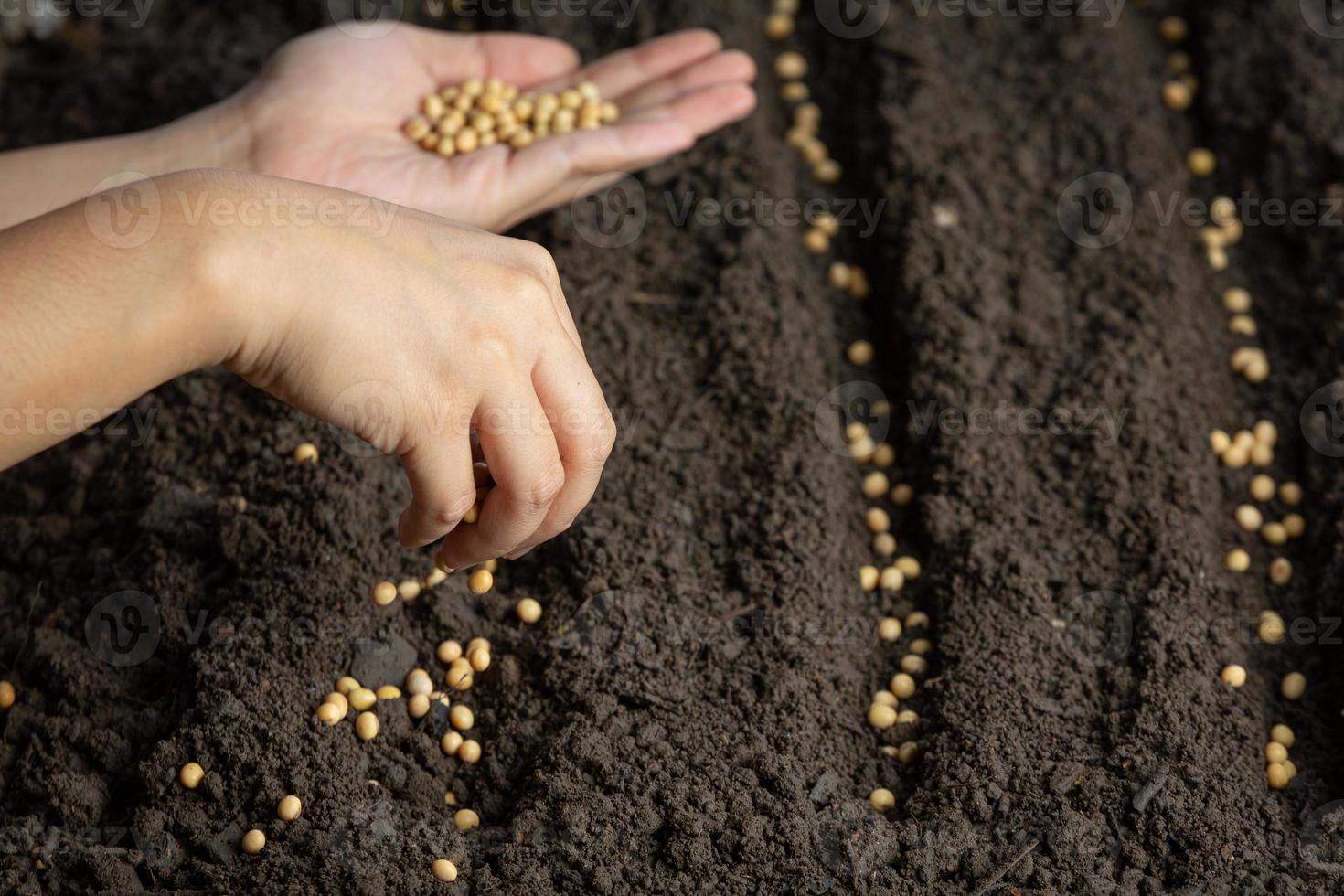 mulher plantando soja em espaço de solo fértil para texto. foto